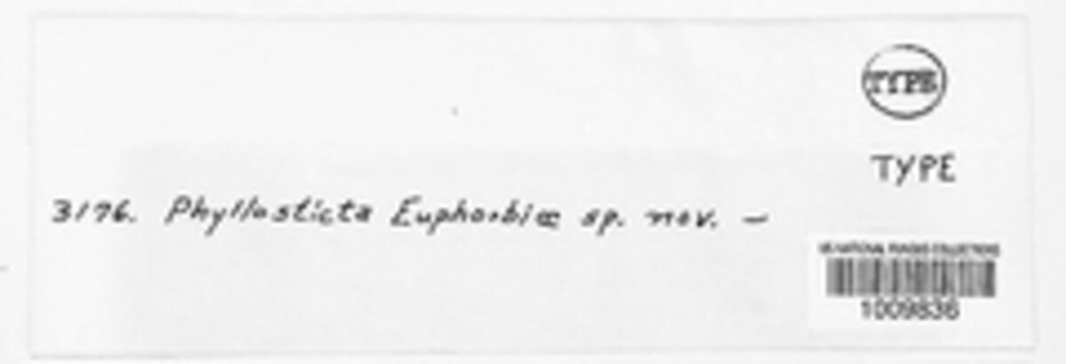 Phyllostictella euphorbiae image